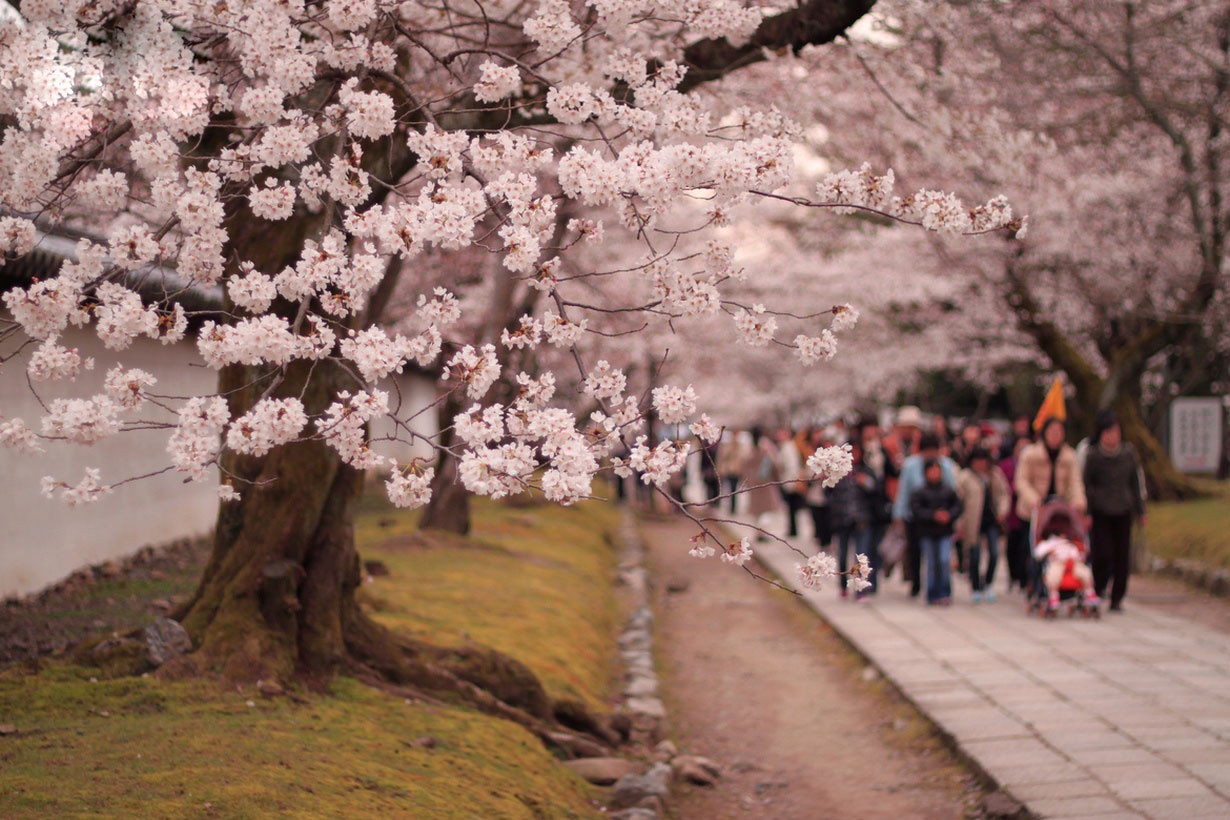 Сакура цветет дней. Праздник цветения Сакуры в Японии. Фестиваль цветения Сакуры в Японии. Япония Сакура Ханами. Праздник цветения вишни Сакуры в Японии.