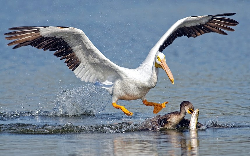 Пеликан ловит рыбу. Птица Баклан и Пеликан. Пеликан мешконос птица. Бианки Пеликан-мешконос.