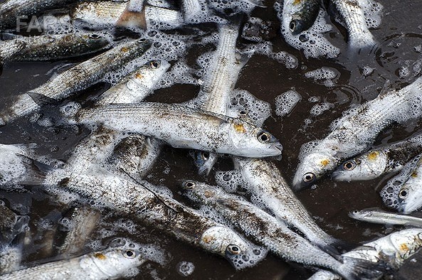 ماهی مرد از بس دریا آلوده بود!