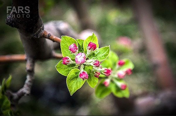 شکوفه‌های بهاری دماوند