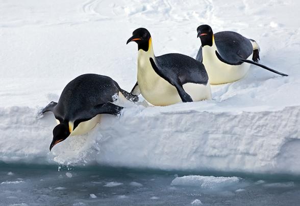 از بزرگ‎داشت روز جهانی پنگوئن تا سریع‏‌ترین خودروی انسانی جهان