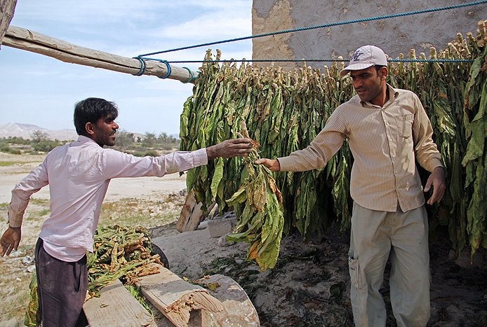  بندر لنگه و برداشت تنباکو