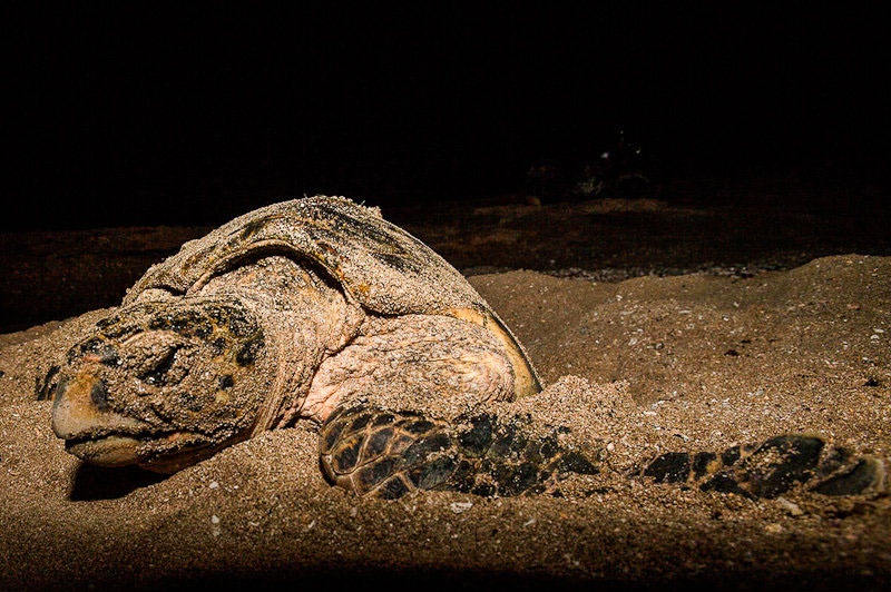 لاک‌پشت های پوزه عقابی در قشم تخم گذاری می کنند