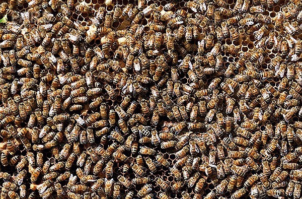 زنبورداران بابلی عسل برداشت می کنند