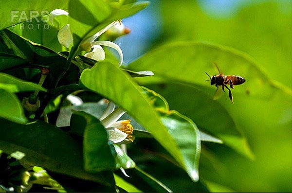 زنبورداران بابلی عسل برداشت می کنند