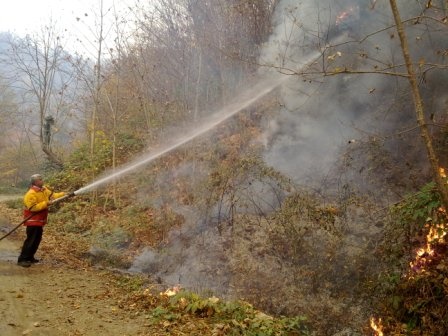 تشکیل ستاد واکنش سریع برای مقابله با آتش سوزی جنگلها