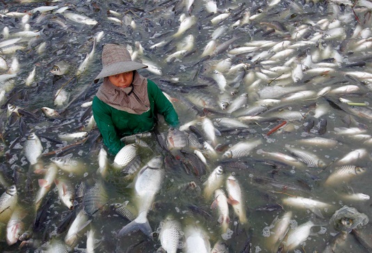 آیا تیلاپیا متهم است؟ داستان یک ایمیل هشدار آمیز در مورد ماهی تیلاپیا