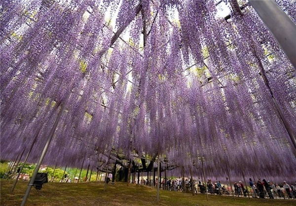 گنجی رنگارنگ در پارک آشیکاگا