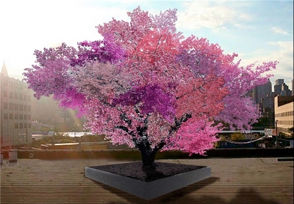 درختی با تولید 40 نوع میوه مختلف