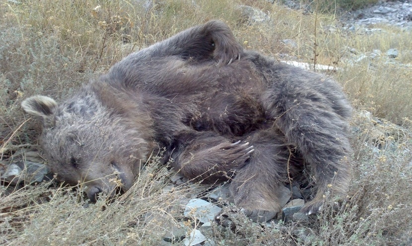 کشف لاشه خرس قهوه ای در شمیرانات به همراه دو توله اش