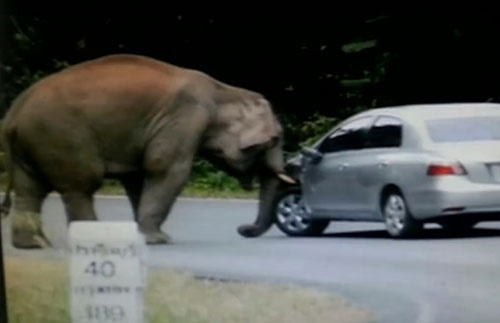 حمله فیل وحشی به یک خودرو