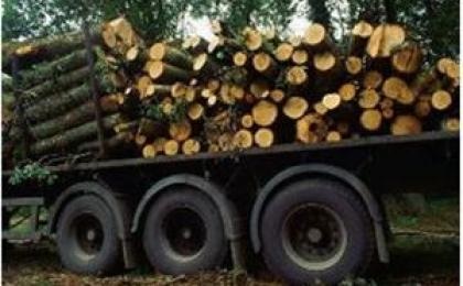 کاهش قاچاق چوب در سال 93