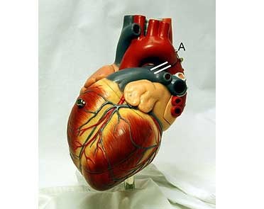 قلب؛ عضله‌ای که سه میلیارد بار می‌تپد
