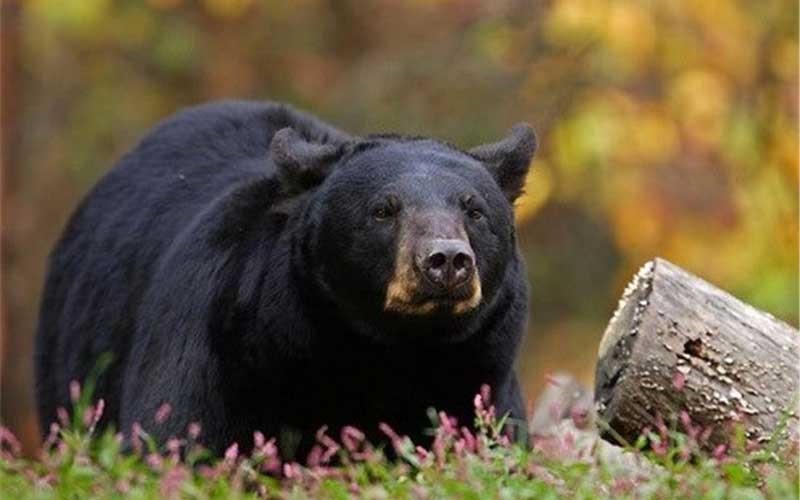 این خرس سیاه، گونه‌ در حال انقراض بلوچستان ایران است