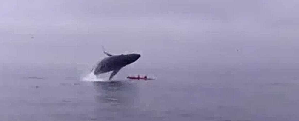 حادثه ای که دور برگردان نهنگ غول پیکر در آسمان رقم زد!