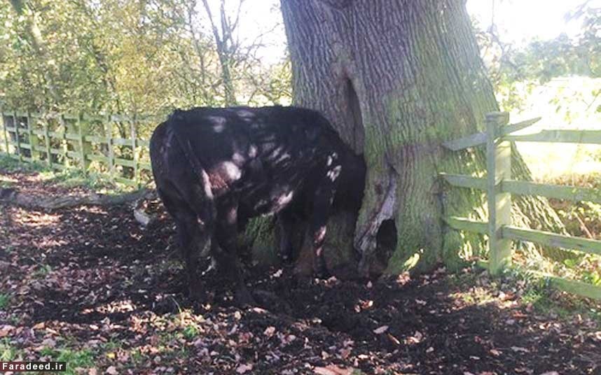 گیر کردن سر یک گاو در تنه درخت/عکس