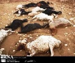 تعداد دام‌های تلف شده در سیلاب ایلام به 3000 رأس رسید