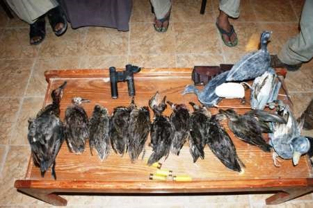 دستگیری پنج شکارچی غیر مجازدرشادگان دستگیری پنج شکارچی غیر مجازدرشادگان