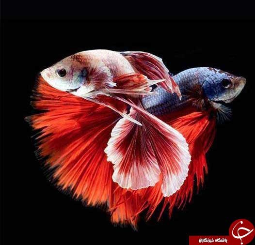 آلبومی از زیباترین ماهی های دنیا