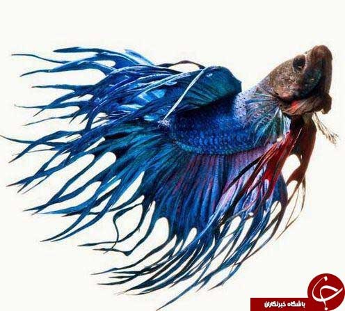 آلبومی از زیباترین ماهی های دنیا
