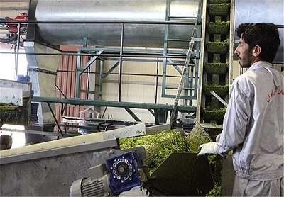 رئیس اداره نظارت دامپزشکی البرز: 146 پروانه بهداشتی ساخت خوراک دام در البرز صادر شد 