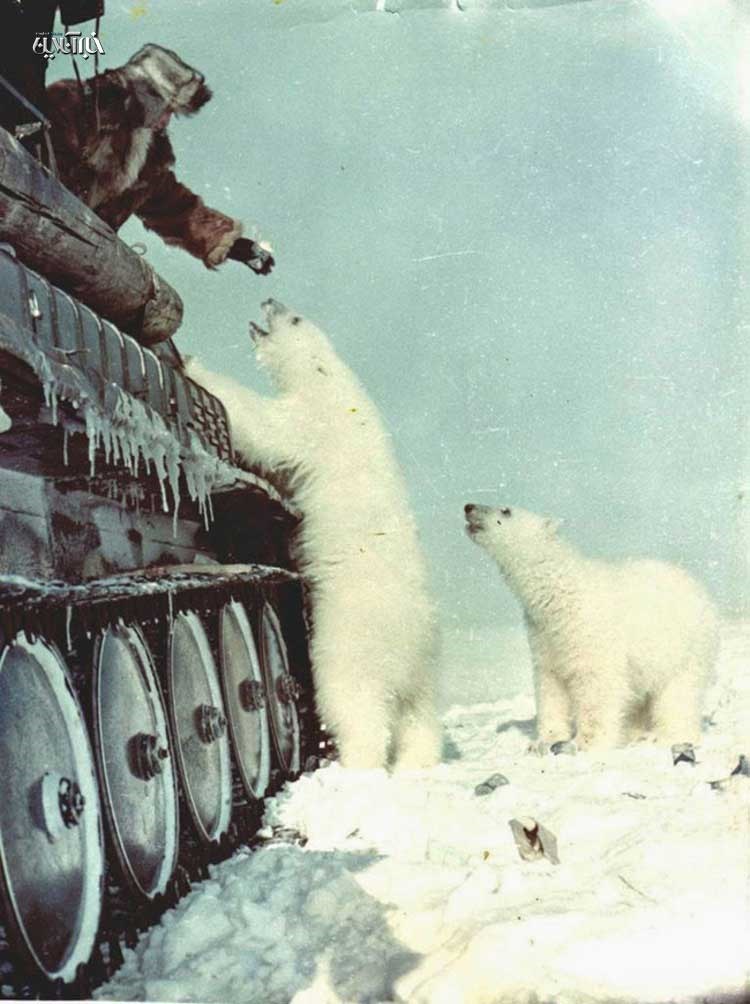 غذا دادن به خرس‌های قطبی از داخل تانک/ عکس