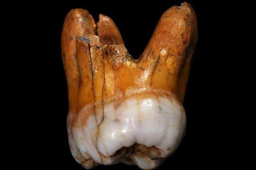 دندان 110 هزار ساله که در اعماق غارهای سیبری کشف شده را ببینید