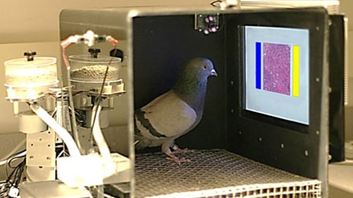 قدرت عجیب کبوترها در تشخیص بافت‌های سرطانی