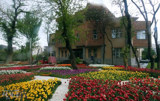 تبریز در ایام بهار لاله باران می شود/ کاشت دو میلیون گل لاله در سطح شهر