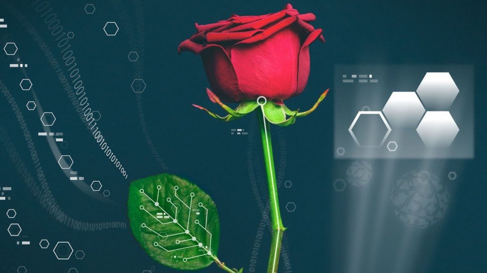 ابداع موفقیت‌آمیز اولین گل رز طبیعی-دیجیتالی جهان / عکس