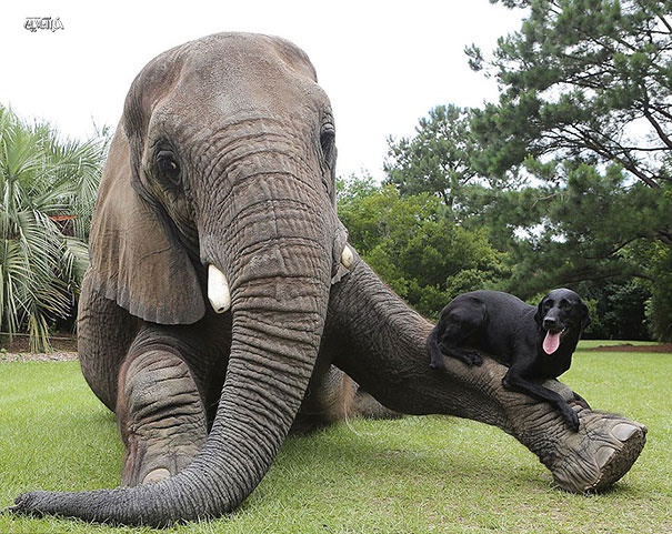 وقتی سگ شکاری، از فیل به عنوان سکوی شیرجه استفاده می‌کند/ تصاویر