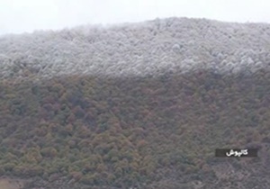 جنگل یخ در کنار روستایی در مه 