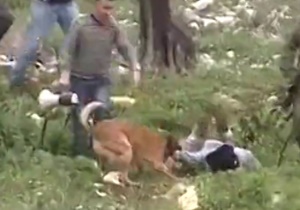 حمله به فلسطینی ها با سگ‌های وحشی