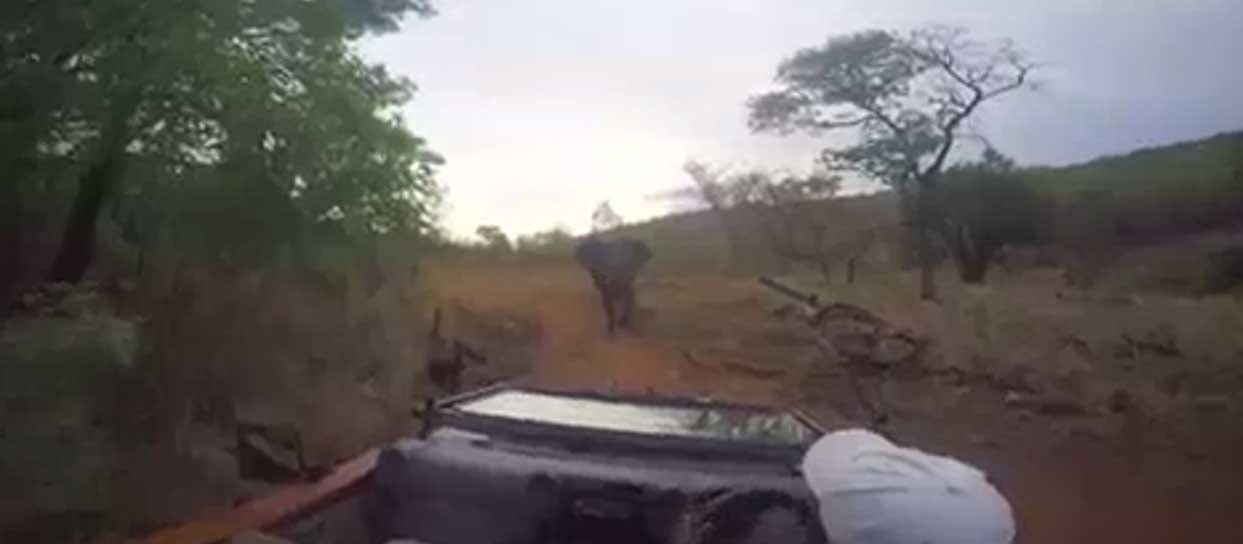حمله فیل به عکاسان حیات وحش