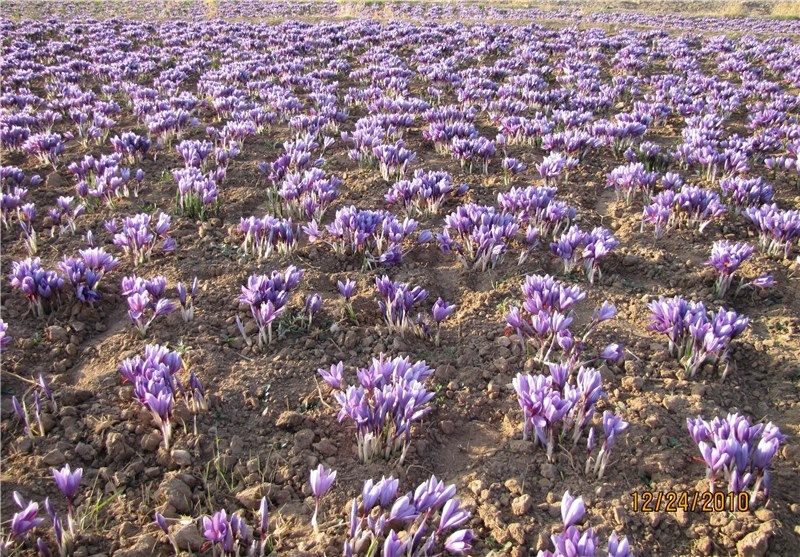 آغاز برداشت طلای سرخ از مزارع زیرکوه
