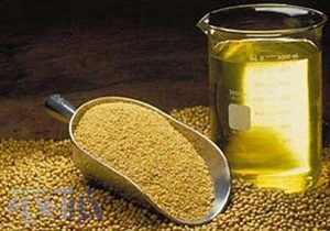 آغاز عملیات کشت دانه روغنی کلزا در پلدختر 