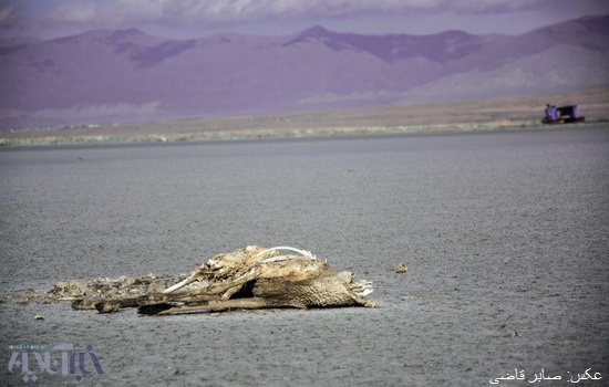 یک بام و دوهوای انتقال آب "زاب" به ارومیه/ قول محیط زیست به ستاد احیای دریاچه 