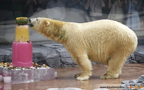 کیک تولد هیجان انگیز خرس قطبی