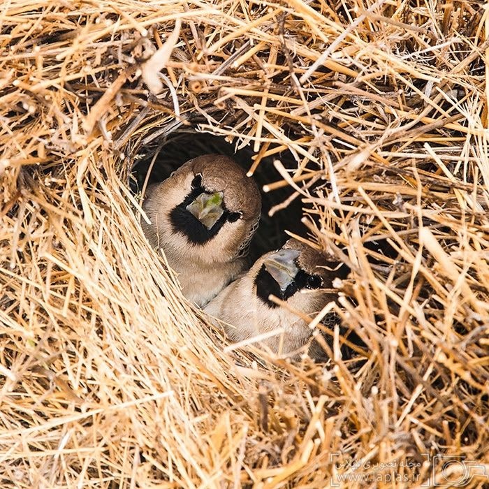 معماران چیره‌دست دنیای جانوران