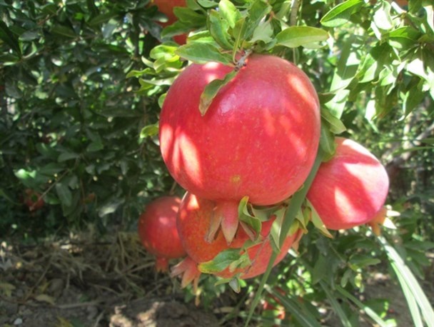 دل انارکاران ساوجی پرخون است