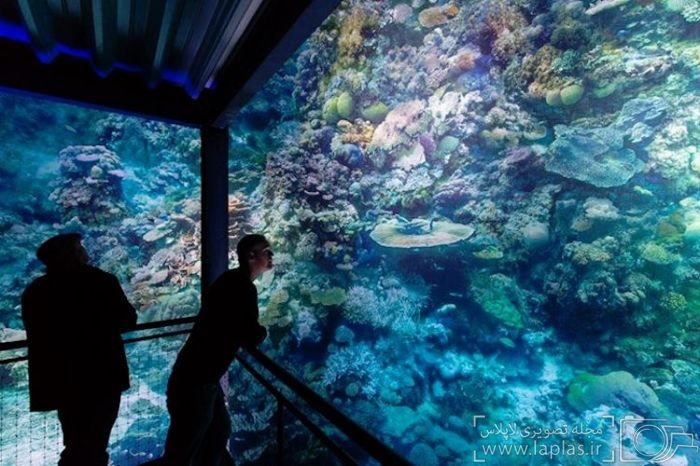 دیوار بزرگ مرجانی استرالیا؛ اما در آلمان