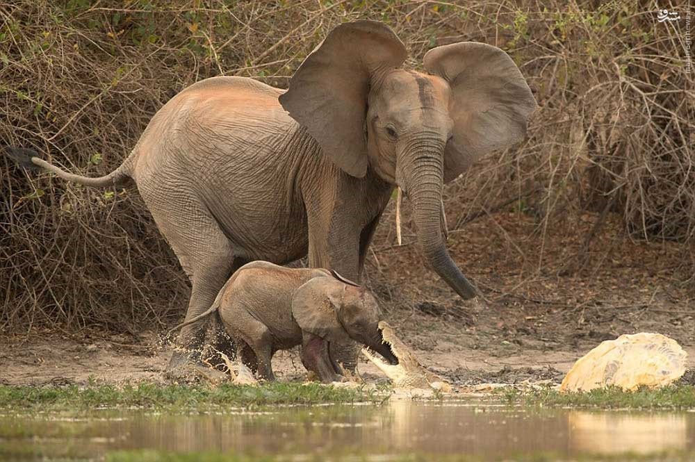 Есть мама у слоненка. Слоненок. Слон и Слоненок. Слониха со слоненком. Мама слониха.