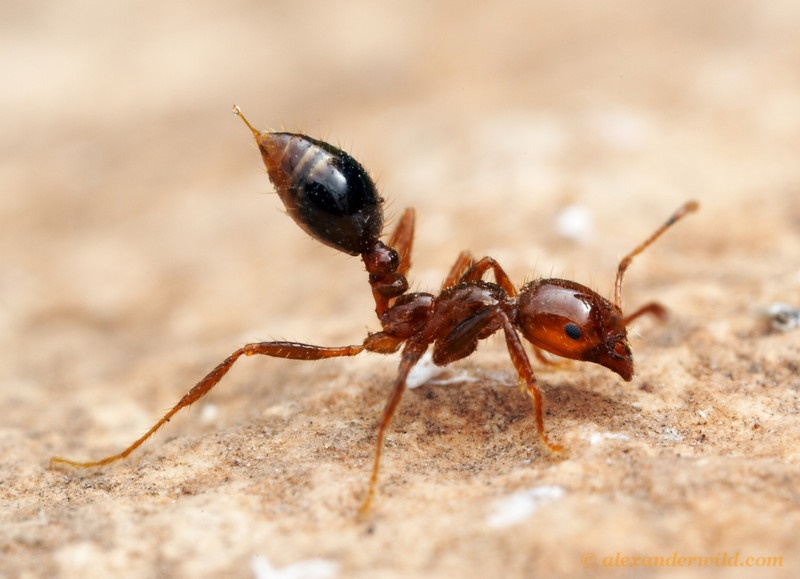 مورچه ها هم توالت عمومی دارند