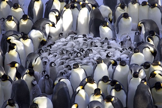 مهدکودک پنگوئن‌ها 