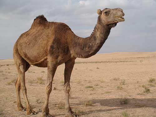  عجیب‌ترین شیوه قاچاق شتر به عربستان!