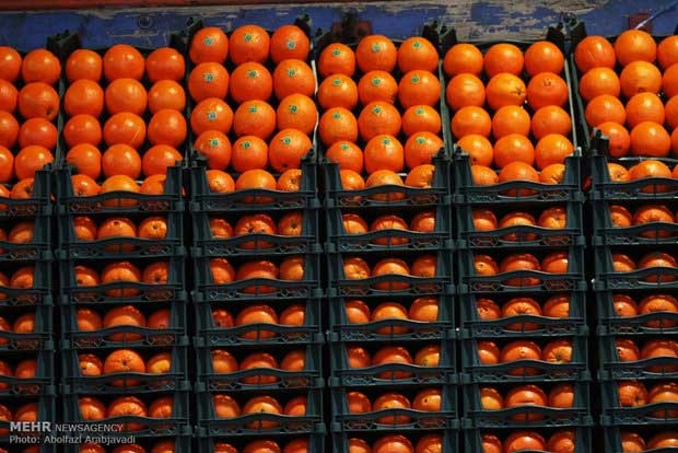 مردم از کیفیت میوه‌ها ناراضی‌اند/ توزیع ۴۴۰۰ تن میوه در تهران