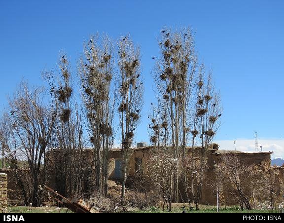 روستای کلاغ نشین/ اینجا جمعیت کلاغ ها از انسان ها، بیشتر است