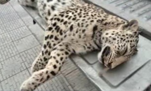 خزان زودرس بزرگترین گربه‌سان ایرانی 