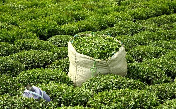 پول چای هندی را با نفت پرداخت می کنیم / سریلانکا دنبال راهی برای فروش چای به ایران