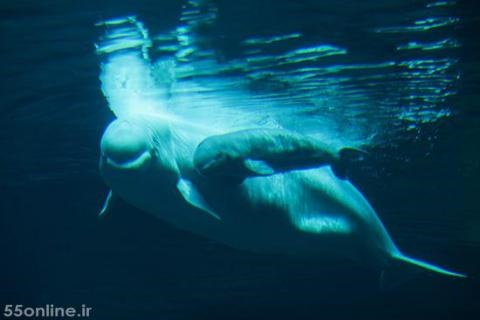 لحظه شگفت‌انگیز تولد نوزاد یک نهنگ سفید